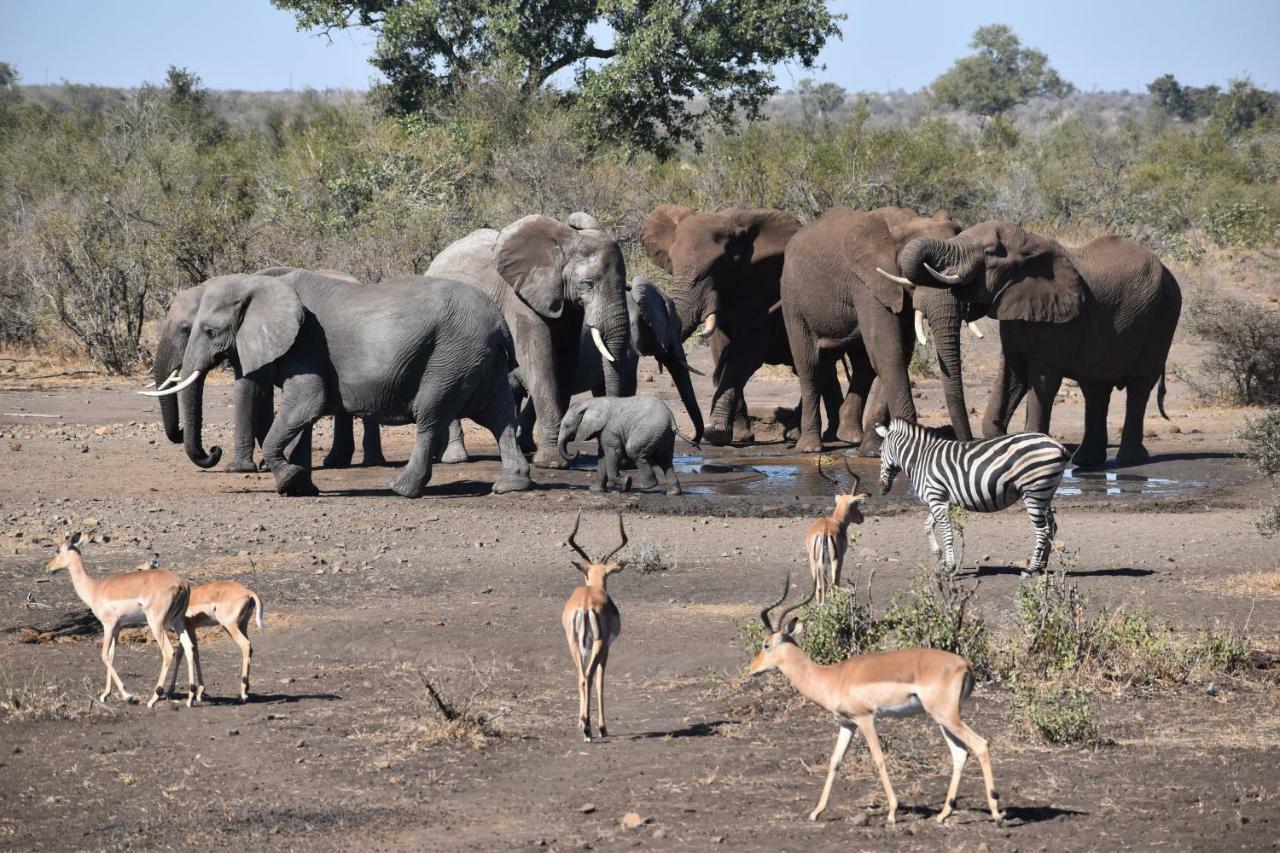 Mzsingitana Tented Camp Гудспрейт Екстер'єр фото