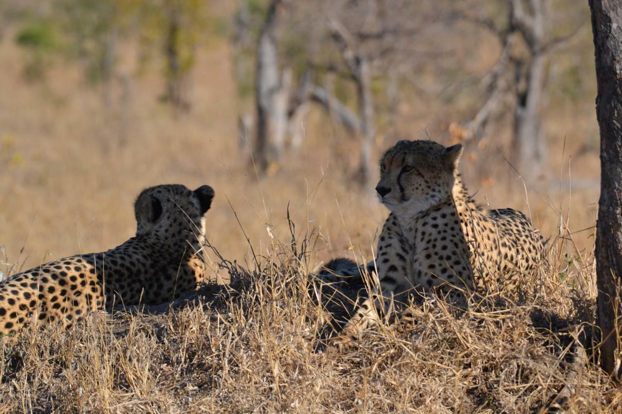 Mzsingitana Tented Camp Гудспрейт Екстер'єр фото